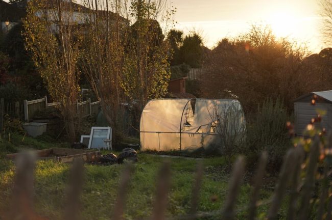 autumn polytunnel