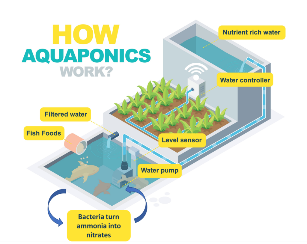diagram showing aquaponics system.
