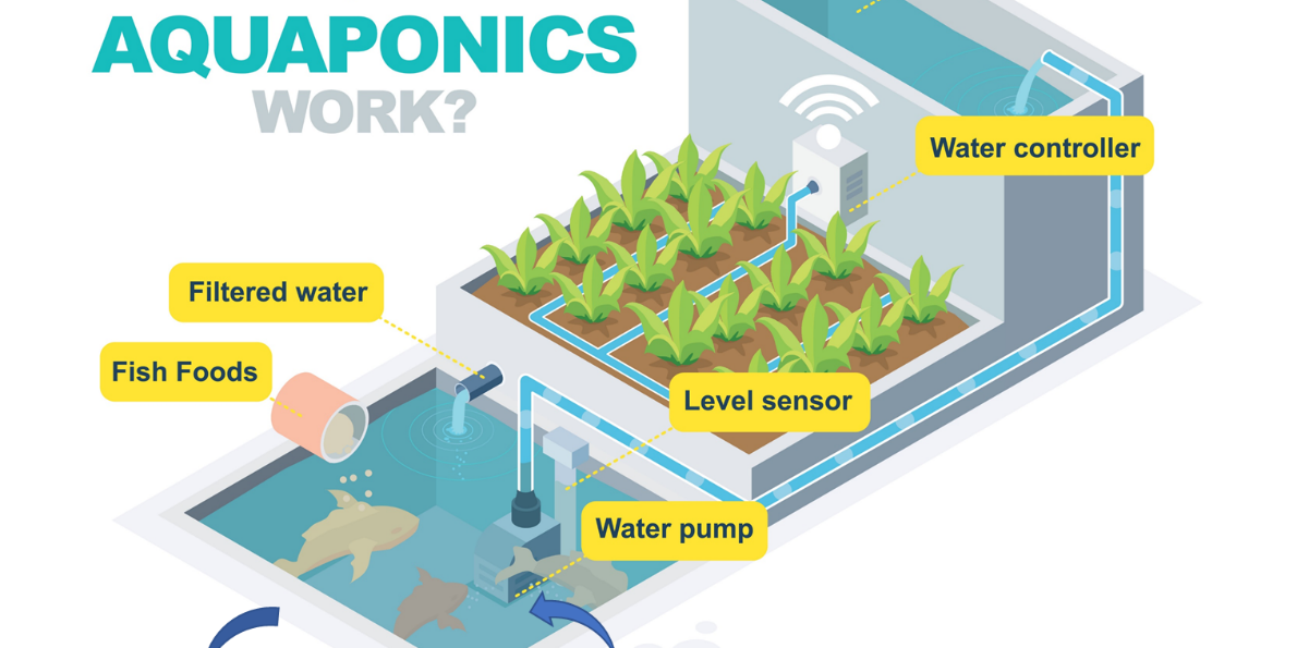diagram showing aquaponics system.