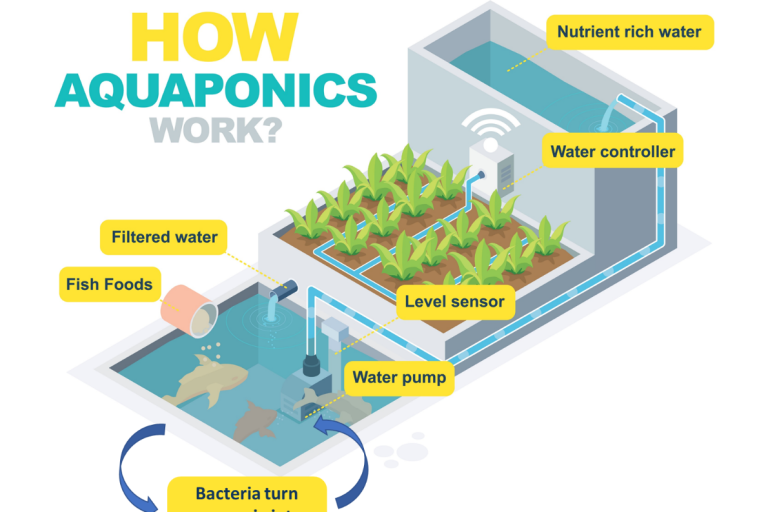 diagram showing aquaponics system.